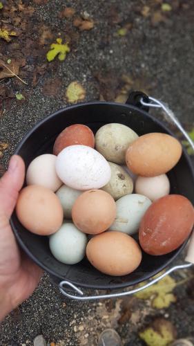 a bunch of different types of eggs in a pan at Roulotte toute équipée in Orthez