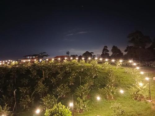 a row of lights on a hill at night at I Do Farmstay in Bukit Mertajam