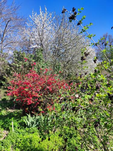 Сад в Il Giardino del Gallo