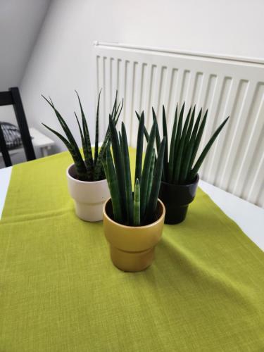 three potted plants sitting on a green table at Vila Rajska ptica in Bled