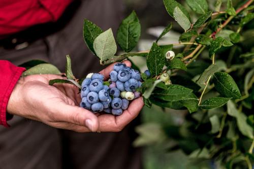 a person holding a bunch of blueberries on a plant at Gemütliches Gästezimmer in Eickeloh