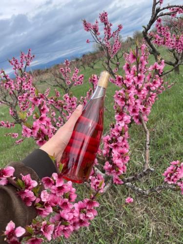 une personne tenant une bouteille dans la brousse avec des fleurs roses dans l'établissement Mestvireni, à Telavi