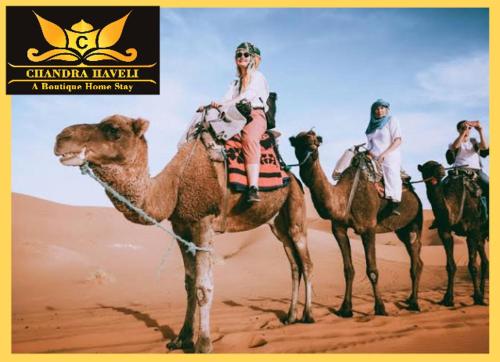 un grupo de personas montando sobre la espalda de camellos en el desierto en Chandra Haveli Boutique Homestay en Jaisalmer