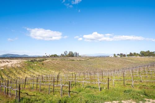 a field with a bunch of grape vines at Domaine Chardonnay in Temecula