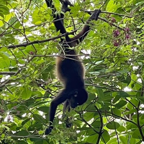 a monkey is hanging from a tree branch at Casita Ylang Ylang in Nosara
