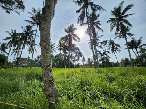 a group of palm trees in a field at casa idea ubud in Ubud