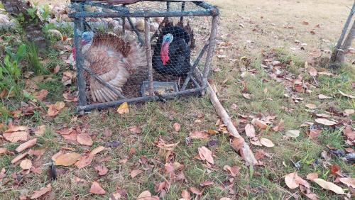 a turkey in a bird cage in the grass at La Tranquilidad Twin Beach Resort in Dipnay