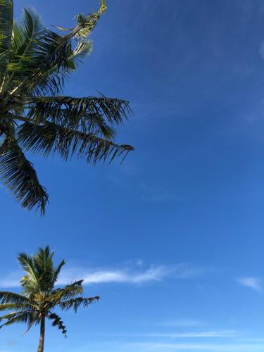 eine Palme mit blauem Himmel im Hintergrund in der Unterkunft Shero Villa in Flic-en-Flac