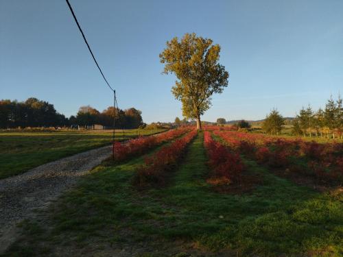 a tree in a field next to a dirt road at Gospodarstwo Agroturystyczne Borówkowy Bukiet Smaków in Iwkowa