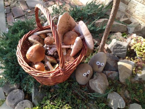 a basket of mushrooms and rocks on the ground at Gospodarstwo Agroturystyczne Borówkowy Bukiet Smaków in Iwkowa