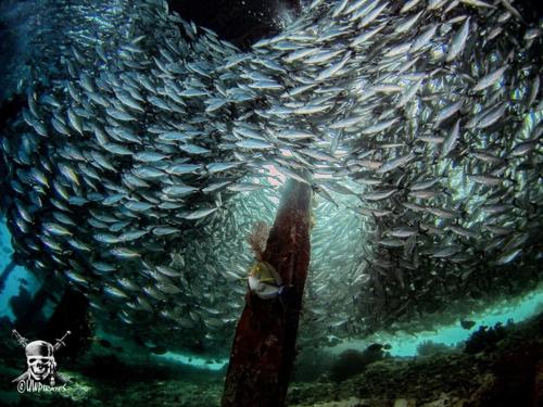 a large group of fish in an aquarium at Raja Ampat Dive Lodge in Pulau Mansuar