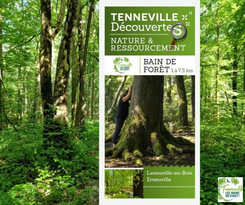 a collage of two pictures of a forest with a tree at Le relais du cheval blanc in Tenneville