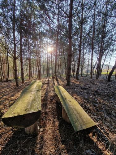 two benches sitting in the middle of a forest at Gospodarstwo Agroturystyczne Borówkowy Bukiet Smaków in Iwkowa