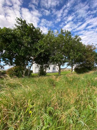 a field of grass with trees in front of a house at Croft@42 in Vatsker