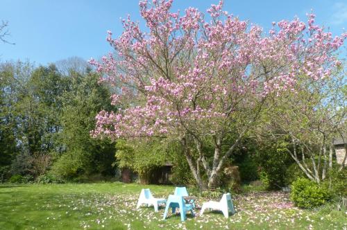 two chairs and a tree with pink flowers at Maison d'hôtes KerCalow, Chambres d'hôtes in Pleine-Fougères