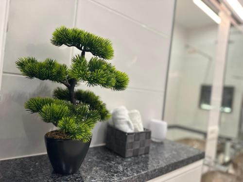 a small pine tree in a black pot on a counter at V Apartment Šibenik in Šibenik
