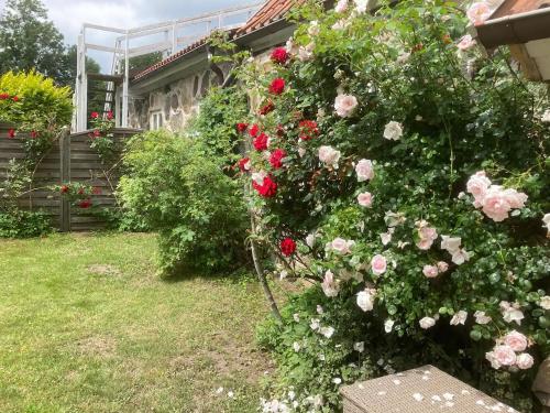 a bush of roses in the yard of a house at Munkebergs gård in Kristianstad