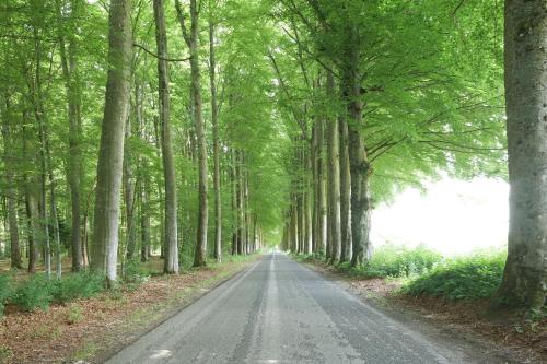 una strada in mezzo a una foresta di Petit château de Beauplateau a Sainte-Ode