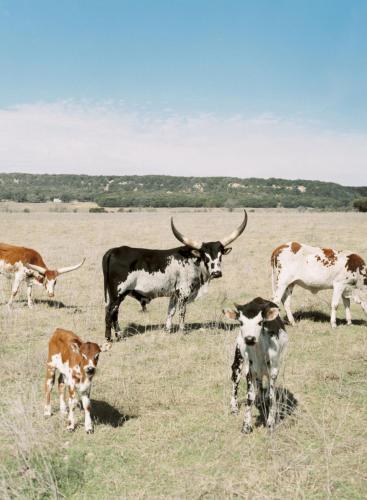 a group of cows standing in a field at Contigo Ranch Fredericksburg in Fredericksburg