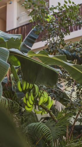 Ophelia Tulum Hotel – Photos 2