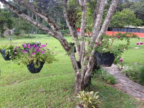 two flower pots hanging from a tree in a yard at Las Mercedes Finca Cafetera in Cumaca