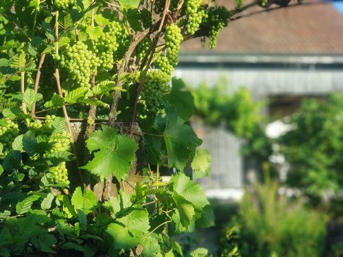 a bunch of green grapes on a tree at Blue Wall BnB in Gebenstorf