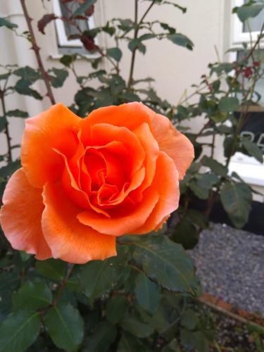 a close up of a orange rose in a garden at Twin Oaks Bed & Breakfast in Kilkenny