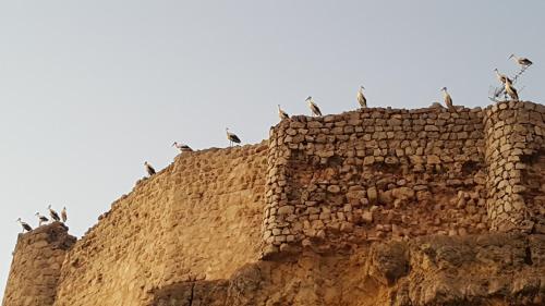 Φωτογραφία από το άλμπουμ του Rincon de Sandra σε Monteagudo de las Salinas