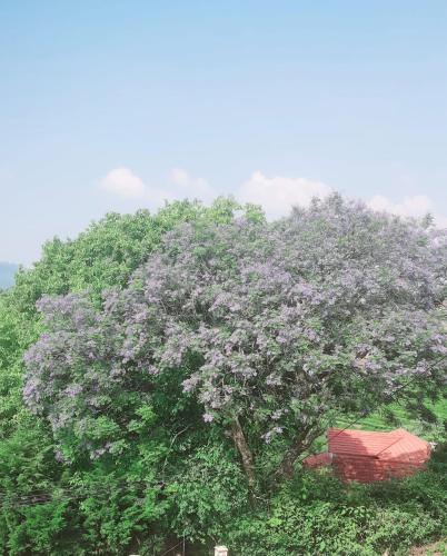 a large tree with purple flowers in front of a house at Camellia Heights 1&2 in Coonoor