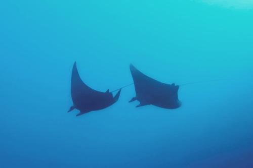 two butterflies flying in the blue sky at Metita Beach & Dive Resort in Doruba
