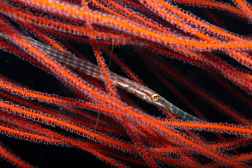 a close up of a pile of orange thread at Metita Beach & Dive Resort in Doruba