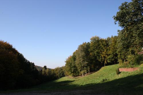 a grassy hill with trees on the side of it at Wald-Hotel Heppe in Dammbach