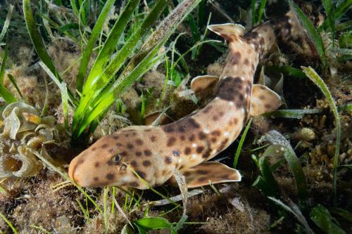 a fish is laying on the ground at Metita Beach & Dive Resort in Doruba