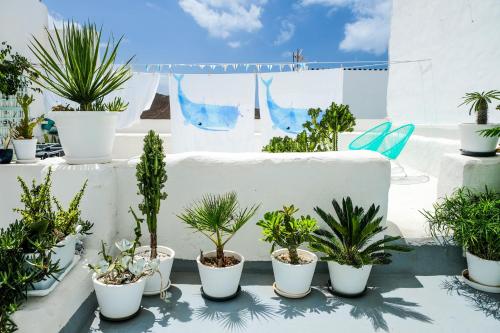 a group of potted plants on a white wall at Cool Canaria in Agaete