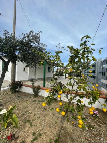 VIVICI country house – Photos 3