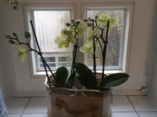 a potted plant sitting in front of a window at Ferienwohnung Haumannshof in Xanten