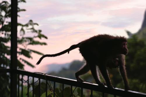 a monkey walking on top of a fence at Country Homes in Ella