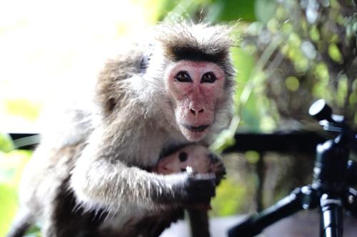 a monkey is looking at the camera while holding a ball at Country Homes in Ella
