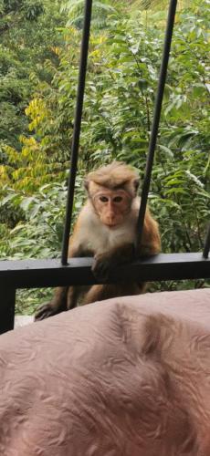 a monkey sitting on a rail next to a bed at Country Homes in Ella