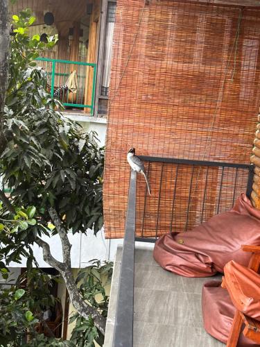 a bird standing on a ledge next to a tree at Country Homes in Ella