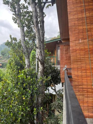 a tree on the side of a building at Country Homes in Ella