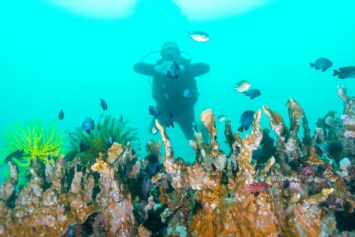 a coral reef with fish and a diver in the background at Antique Amor Bungalows & Villas in Pandan