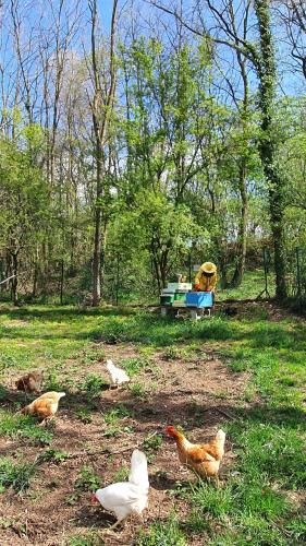 a group of chickens standing in a field at Il Casolare del Medio Olona in Fagnano Olona