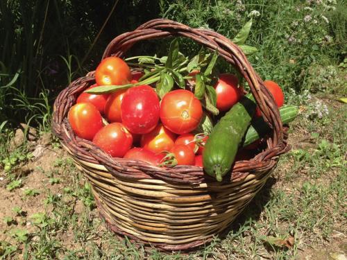 a basket of tomatoes and a cucumber and peppers at Casa Sant Angelo in Pesaro