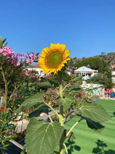 a yellow sunflower is growing in a garden at On Oda Oludeniz in Oludeniz