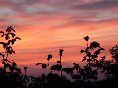 a silhouette of flowers in front of a sunset at Casa Sant Angelo in Pesaro