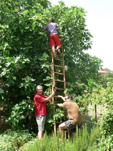 two men and a girl on a ladder in a tree at Casa Sant Angelo in Pesaro