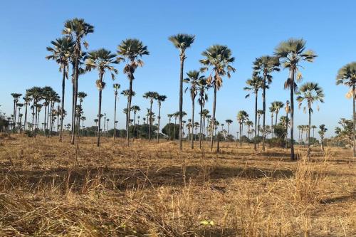 a group of palm trees in a field at Petite maison en bord de mer in Palmarin Nguèdj
