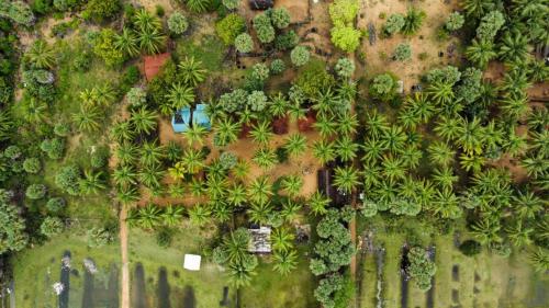 an overhead view of a forest of palm trees at araliya villa in Kalpitiya