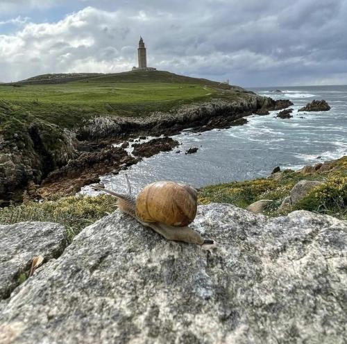 a snail sitting on a rock near the ocean with a lighthouse at Flor de Loto in Ordes
